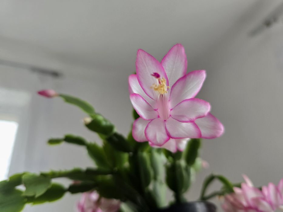 Різдвяник біло-рожевий