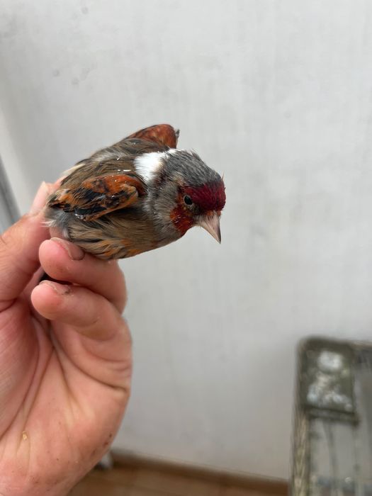 canários muito lindos