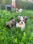 Szczeniaki Shih tzu