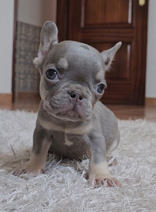Bulldog Francês macho