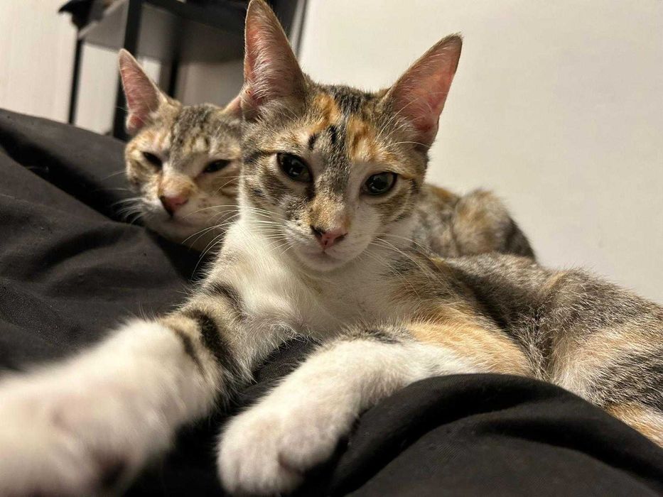 Bebés com cerca de 5 meses para adoção responsável