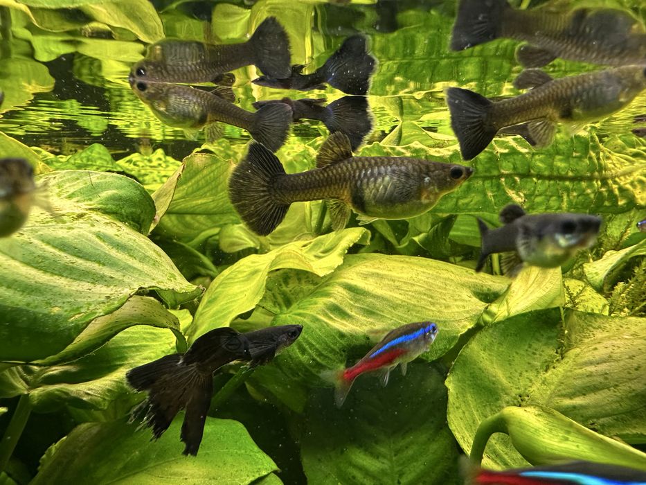 Gupik czarny Moskiewski Akwarium