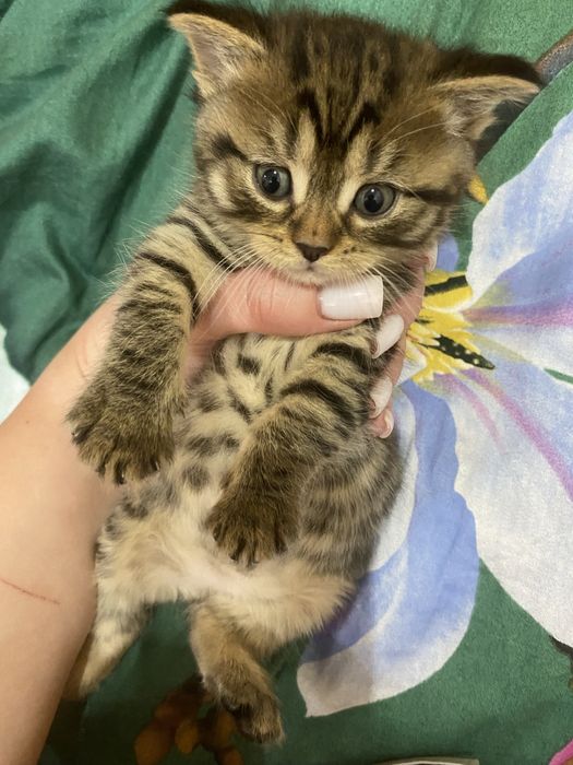 Кошеня веслоухе/прямовухе-мармуровий розкрас