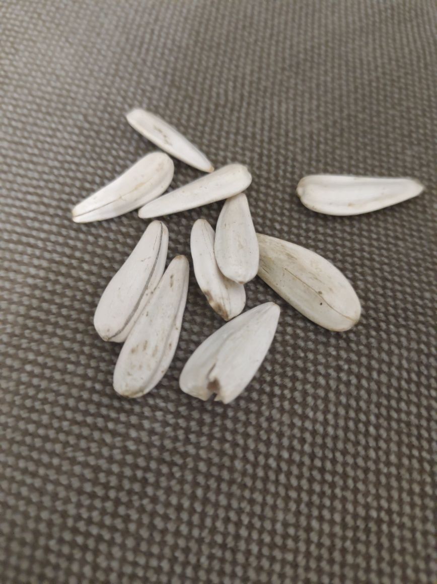 Семечки семена насіння біли белые