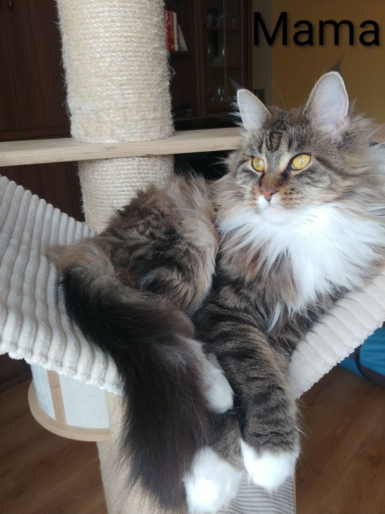Kocurek Maine Coon Gustaw kocięta z rodowodem