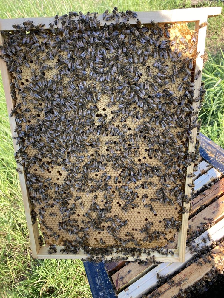 Odklady ramka warszawska poszerzana, pszczoły