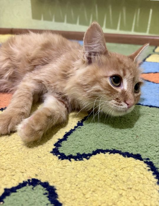 Кошеня Рудик 4 місяці