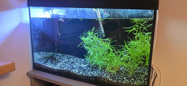 Akwarium diversa 60l z pełnym osprzętem  i 3 rybami