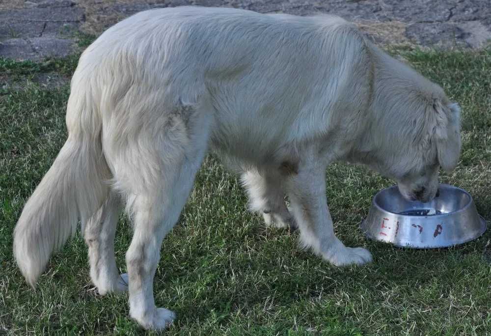 Golden retriever 10 miesięczny