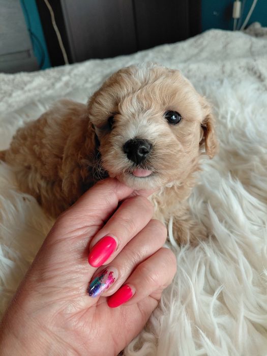 Maltipoo - piesek