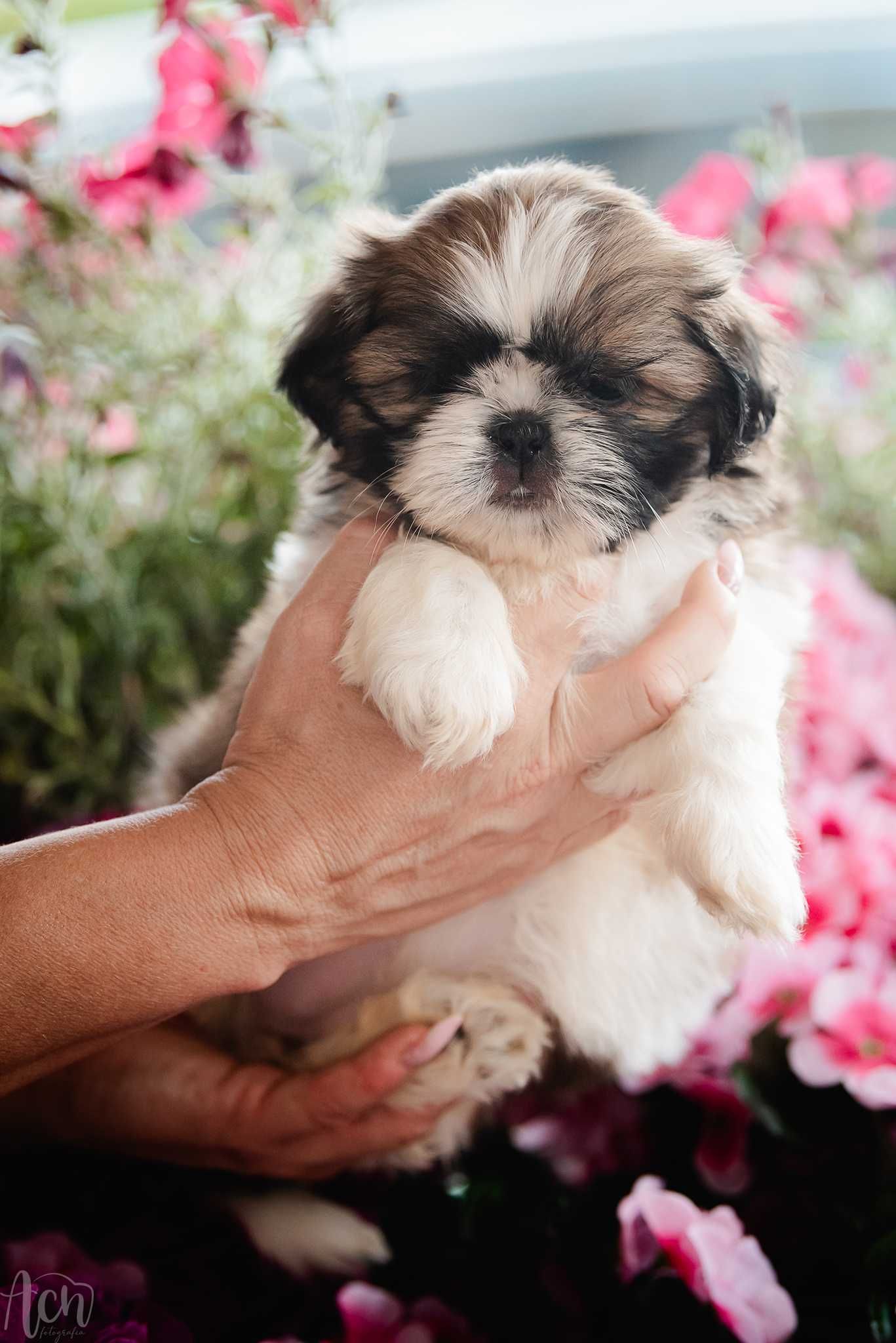 suczka shih tzu FCI ZKwP  z ubezpieczeniem