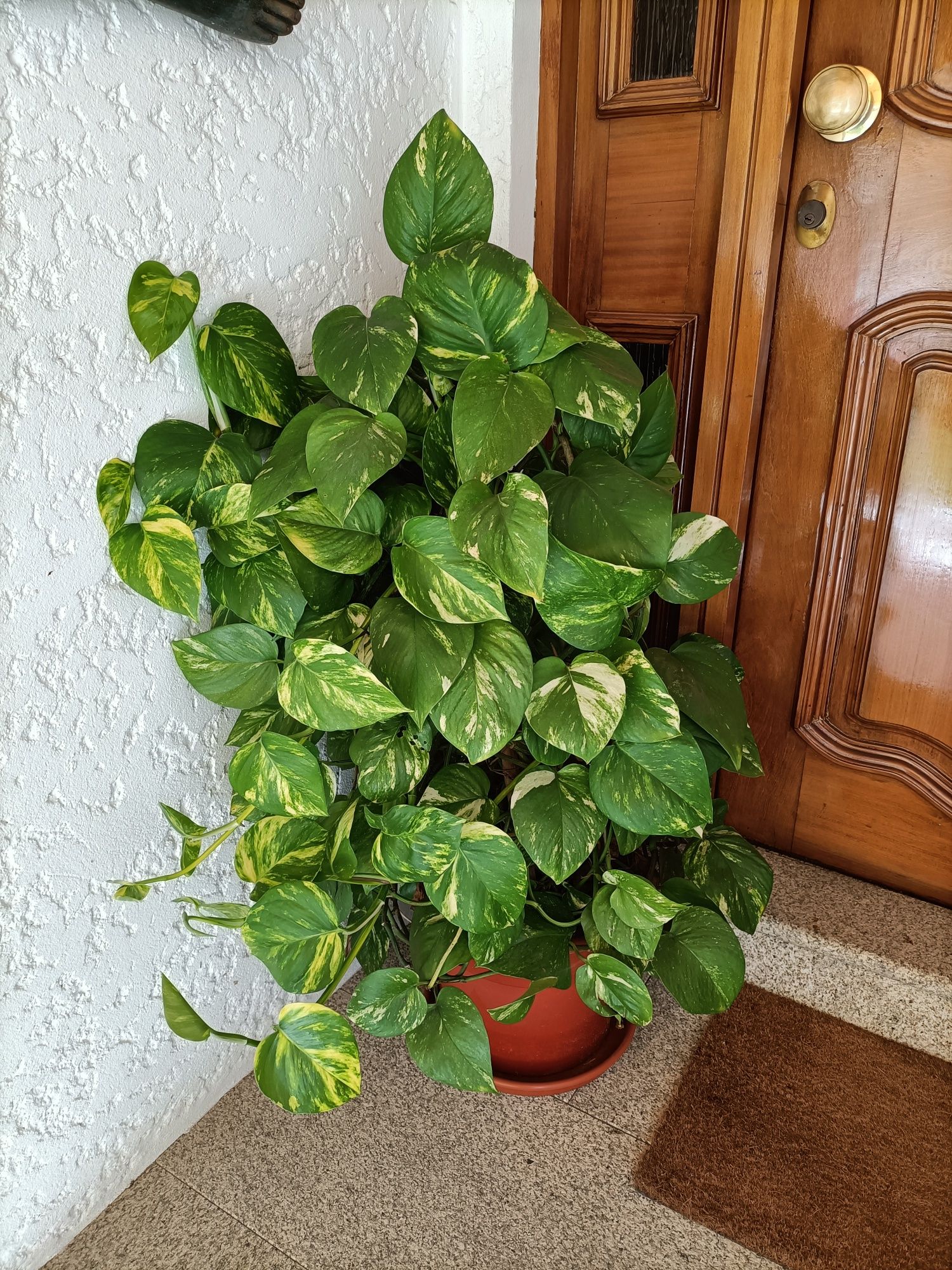 Planta bonita para interior