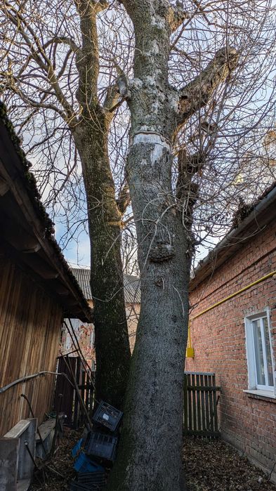 Дерево ясен кругляк на дошки або дрова