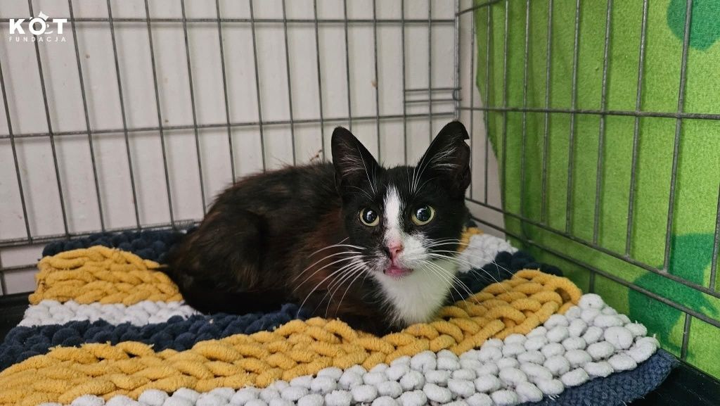 Kreseczka do pilnej adopcji