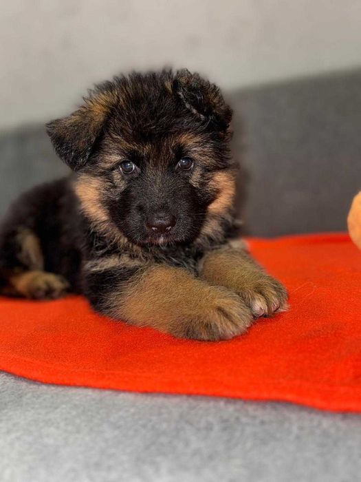 Owczarek niemiecki długowłosy Hodowla  Venus zarejestrowana PFK