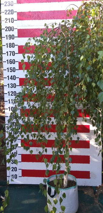 Betula pendula 'Youngii' / Brzoza brodawkowata