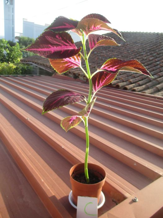 Planta colius de interior / exterior.