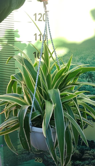 Хлорофитум в кашпо 4 литра