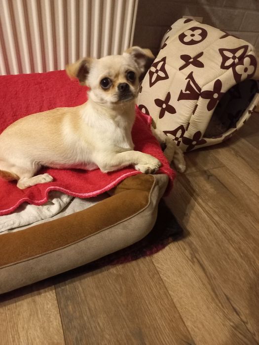 Чихуахуа дівчинка