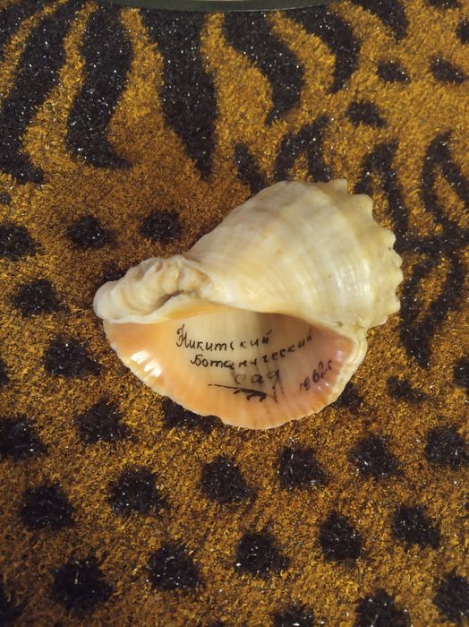 Мушля сувенірна з моря