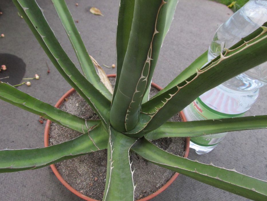 Mrozoodporna kilkunastoletnia agawa do -23°C - agave lechuguilla