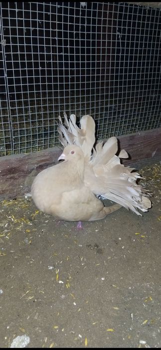 Sprzedam golebie pawiki dwie pary