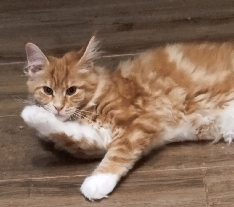 Kocur rasy Maine Conne