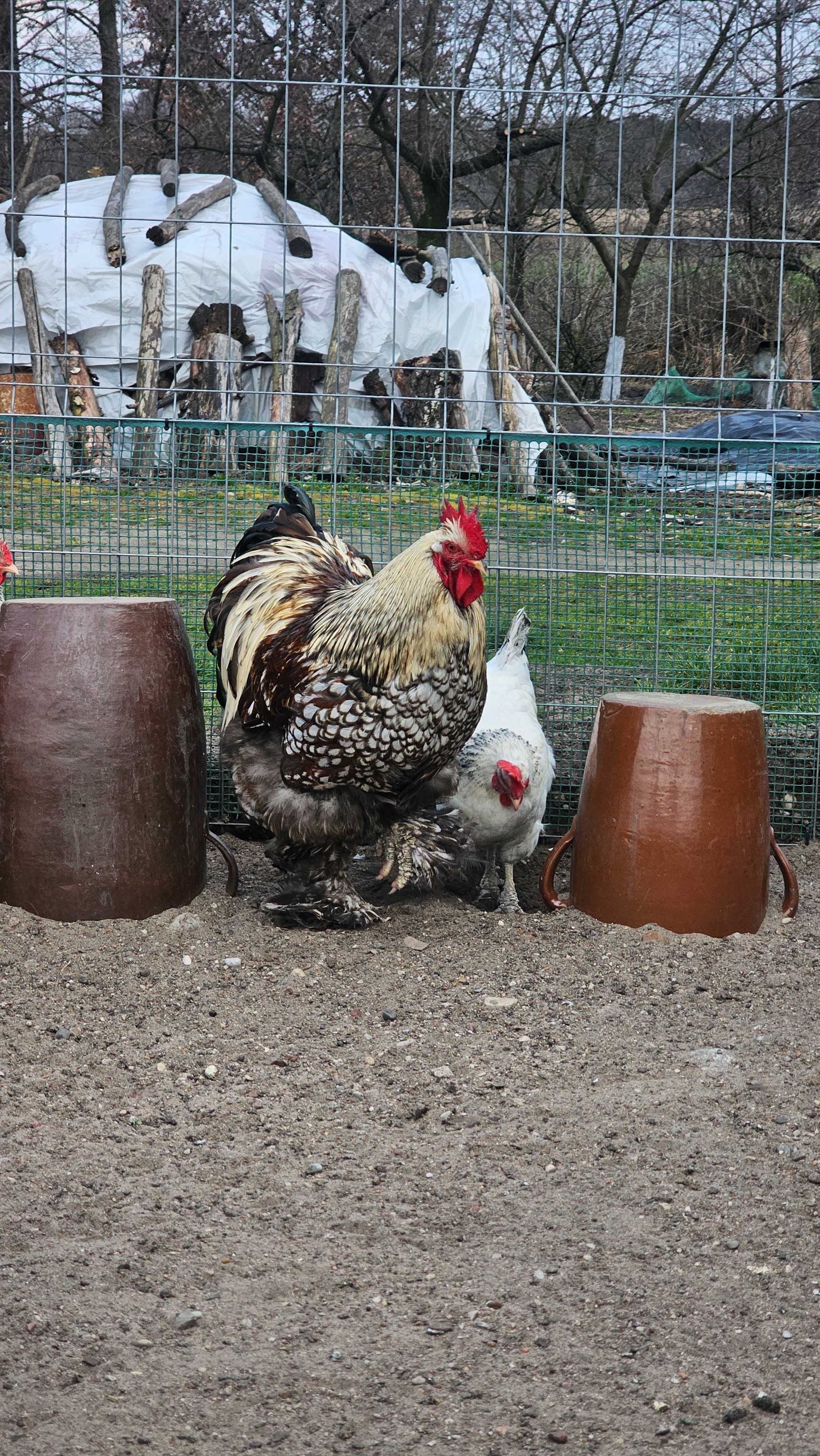 Brahma olbrzymia oraz Kochin olbrzymi