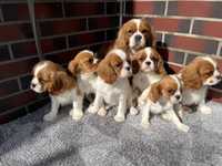 Cavalier King Charles Spaniel suczka  z rodowodem