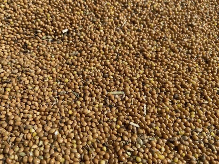 Proso nasiona na poplon i do karmienia