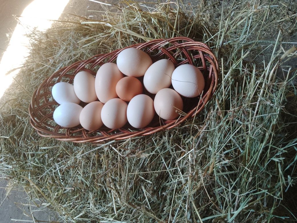 Wiejske jaja z wolnego wybiegu