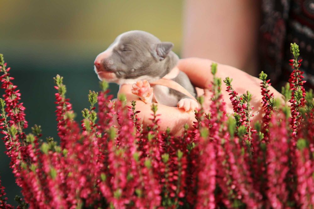 WhippetChart angielski ZKwP/FCI zjawiskowy RAFI o ekskluzywnym kolorze