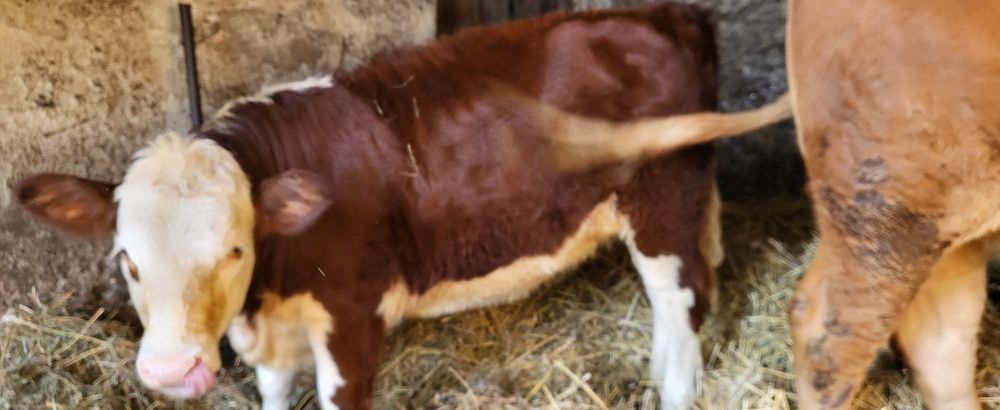 Jałówka Hereford Jałówki bydło krowy cielęta