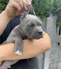 Cane Corso piesek