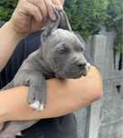 Cane Corso piesek
