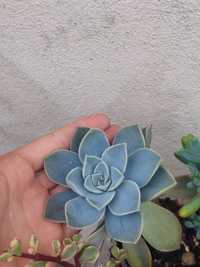 Planta Suculenta Echeveria