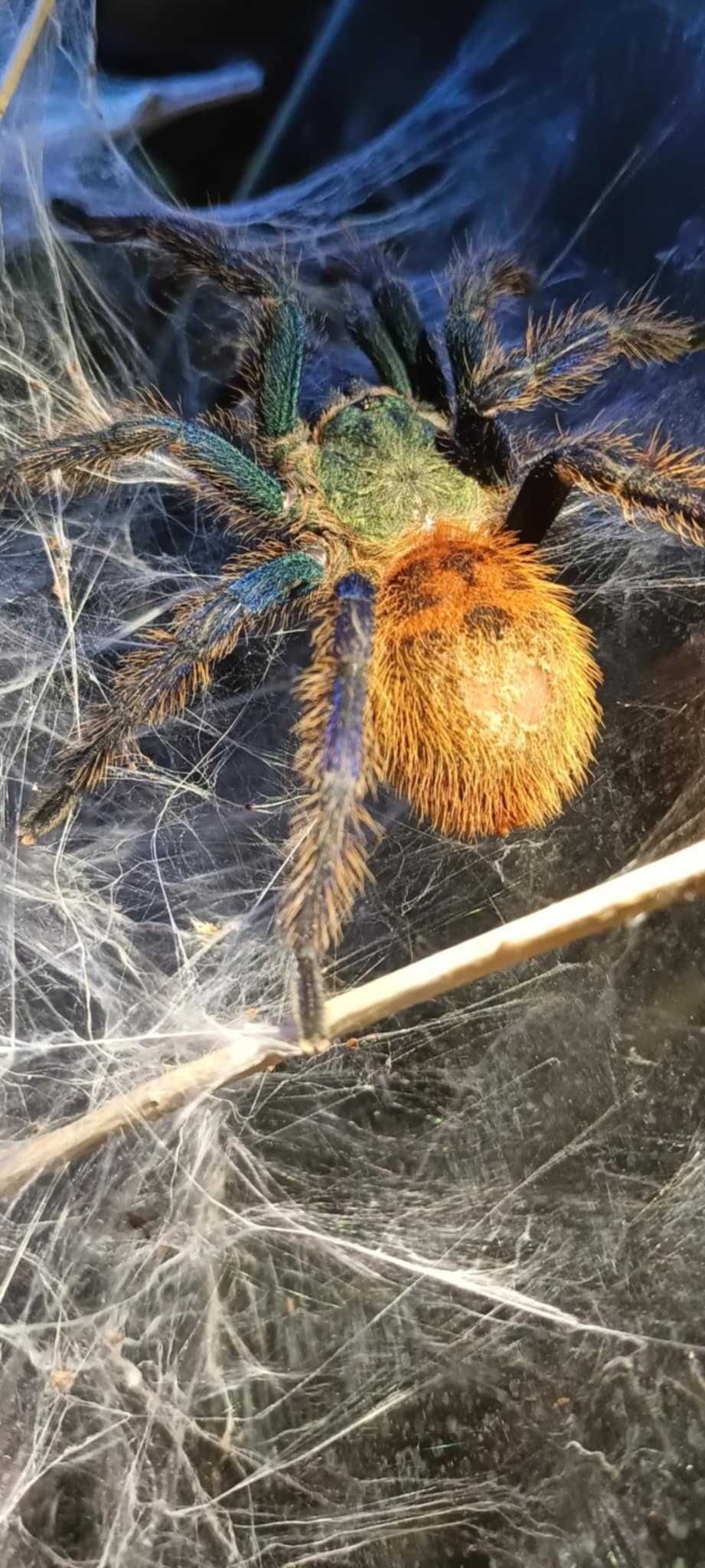 Ptasznik Chromatopelma cyaneopubescens L2/L3 [IDEALNY NA ŚWIĘTA]