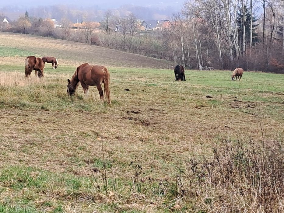 Sprzedam lub zamienie klacze zimnokrwiste