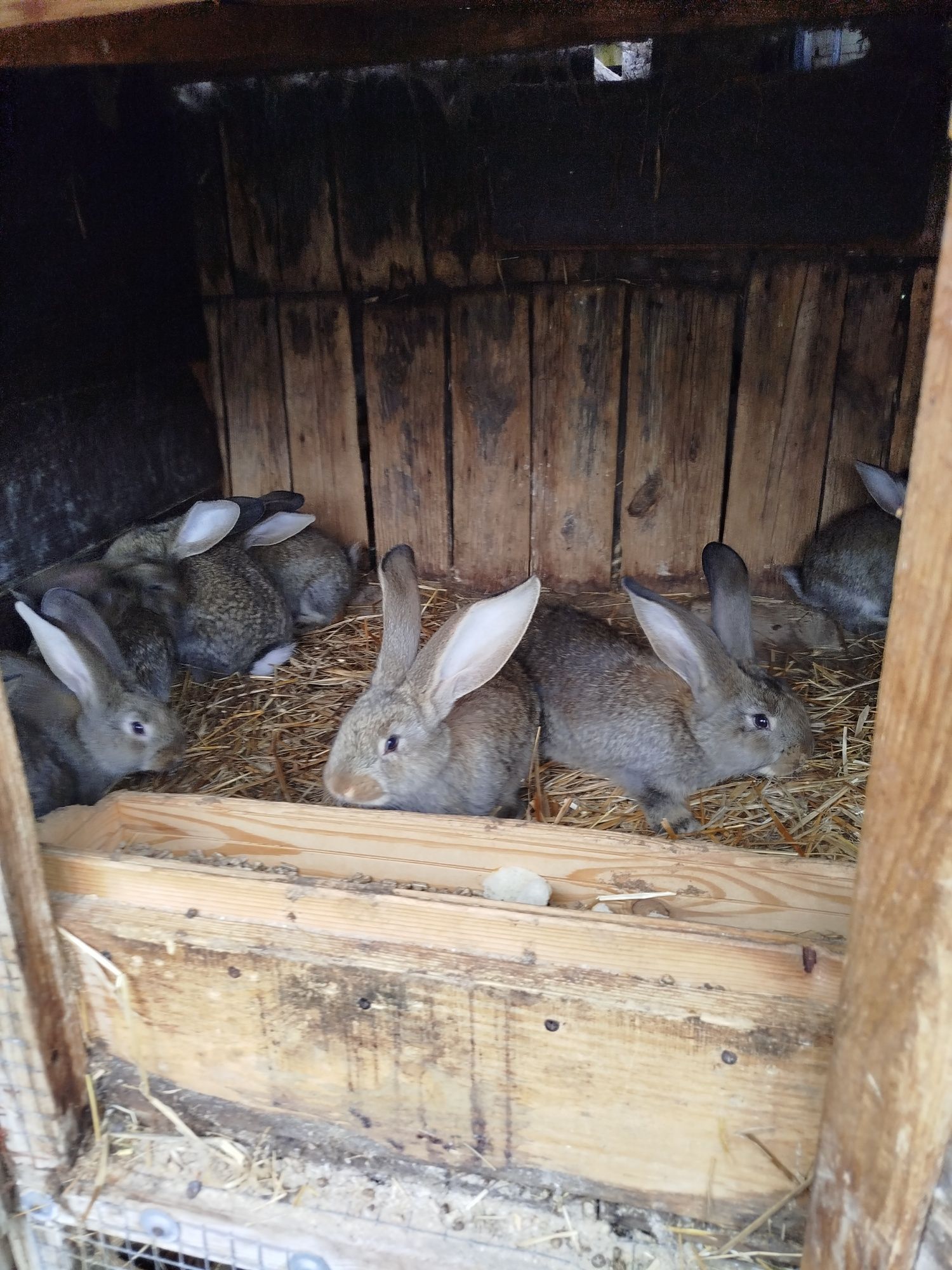 Witam sprzedam króliki Belga olbrzymiego