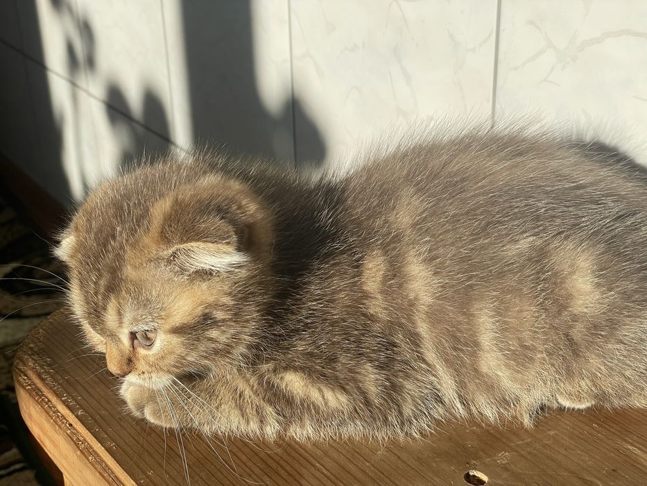 Миленька віслоуха дівчинка , кошеня , золота шиншила