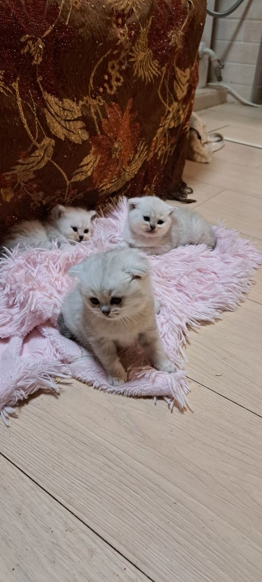 Вязка кот серебристая шиншилла/В'язка кіт шотландський  срібна шиншила