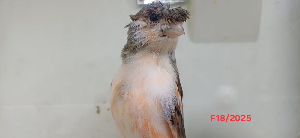 Canários Arlequins Femeas