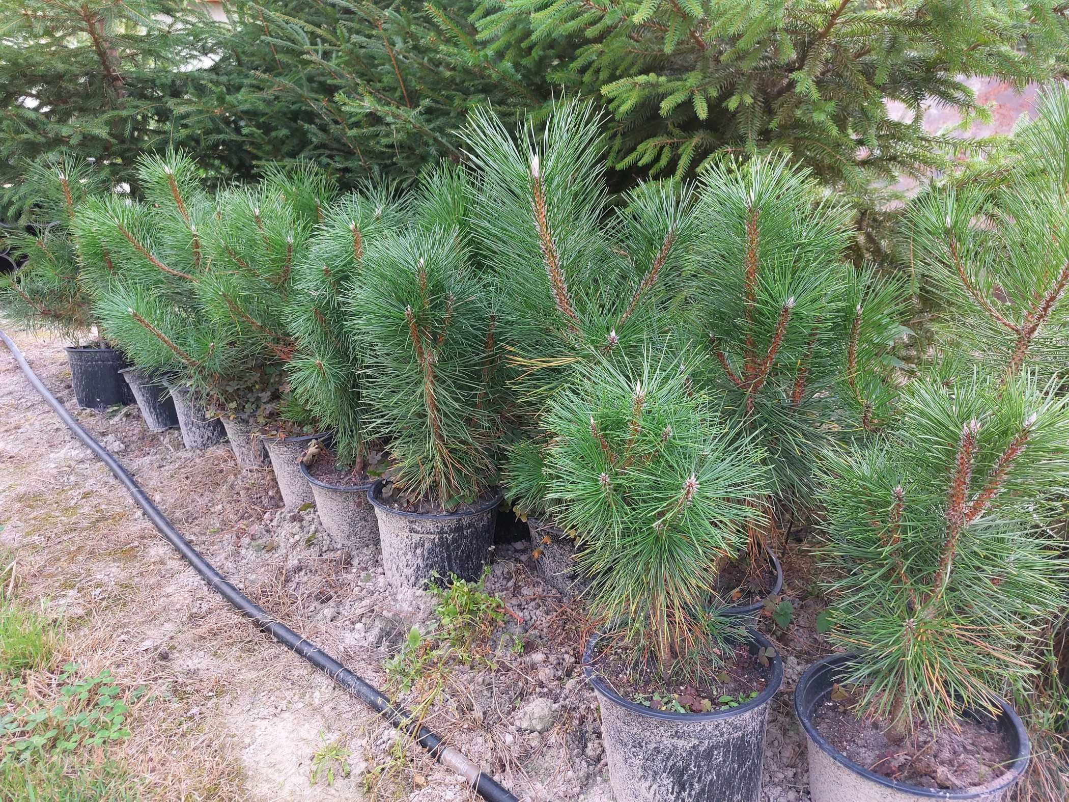 Sosna czarna w doniczkach 50-100cm