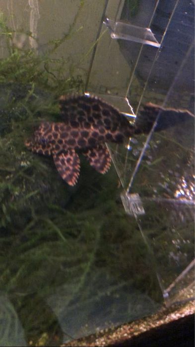 Peixe limpa vidro