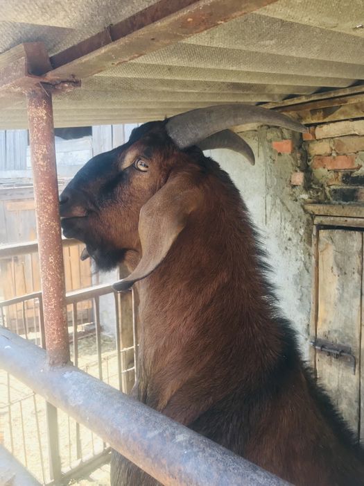 Нубійський козел