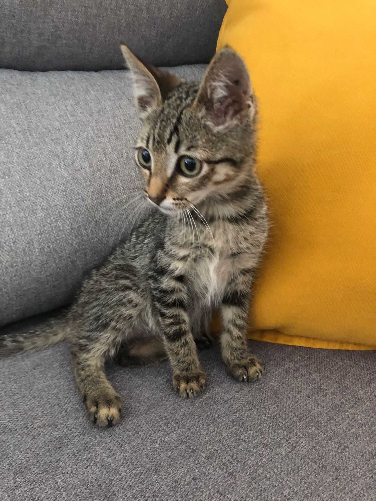 Dá-se gatinho bebé