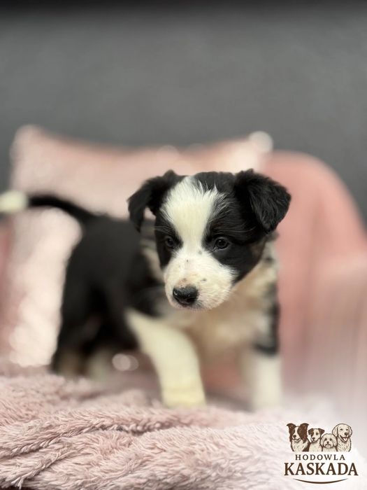 Border Collie suczka gotowa do odbioru