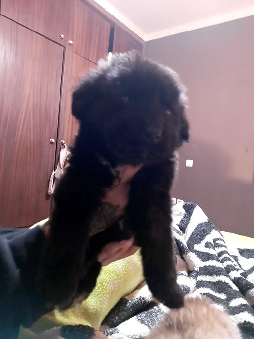 Cadela Serra da Estrela.