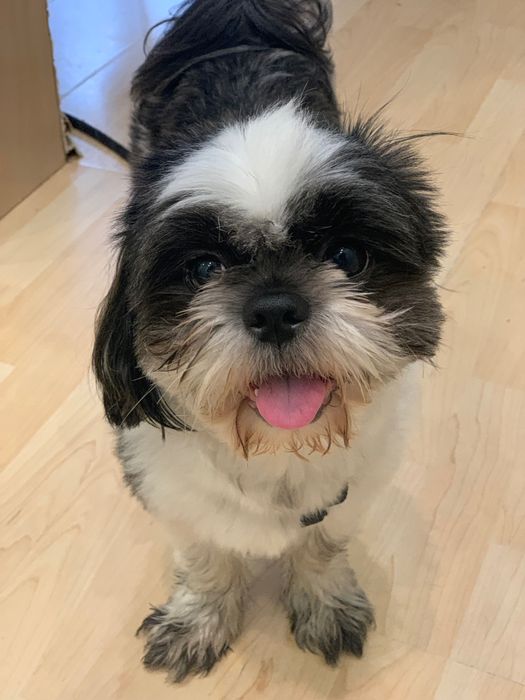 Ши Тсу Адік шукає наречену для вʼязки