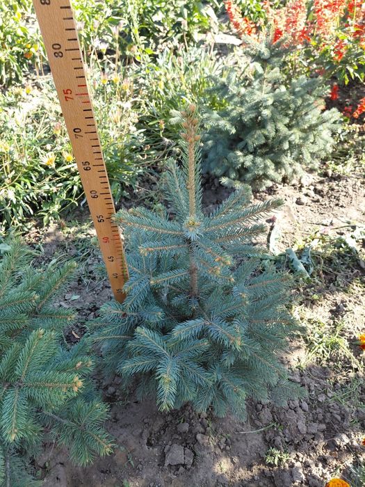 Саджанці блакитна ялинка Маджестік Блю, саженцы ель голубая  Маджестик